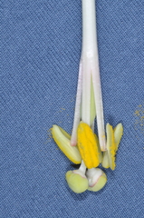 Passiflora cumbalensis