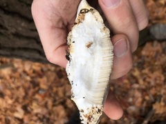 Trametes suaveolens