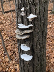 Trametes suaveolens