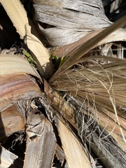 Washingtonia filifera