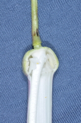 Passiflora cumbalensis