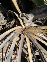 Washingtonia filifera
