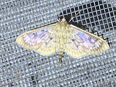 Herpetogramma thestealis