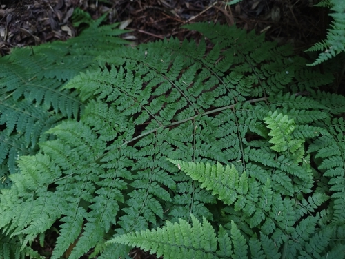 Dryopteris guanchica image