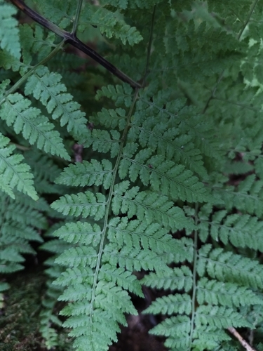 Dryopteris guanchica image