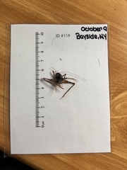 Ensifera