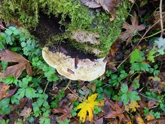 Fuscopostia fragilis