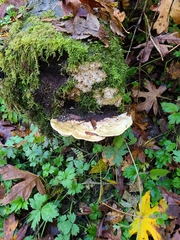 Fuscopostia fragilis