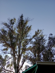 Ictinia mississippiensis