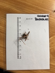 Ensifera