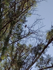 Ictinia mississippiensis