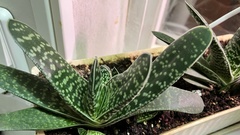 Gasteria