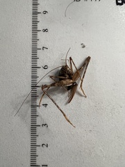 Ensifera