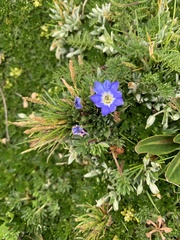 Gentiana sedifolia