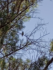 Ictinia mississippiensis