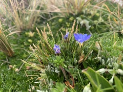 Gentiana sedifolia
