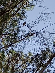 Ictinia mississippiensis