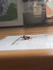 Ensifera