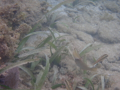 Halichoeres maculipinna