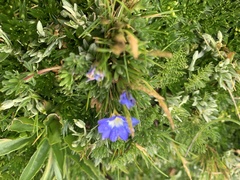 Gentiana sedifolia