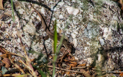 Aspidoscelis gularis