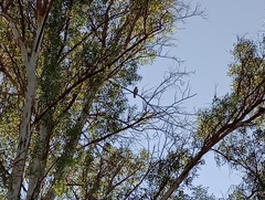 Ictinia mississippiensis