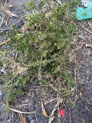 Lepidium bipinnatifidum