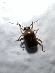 Miridae