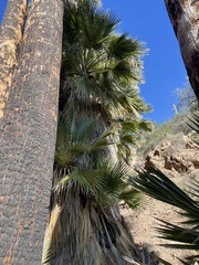 Washingtonia filifera