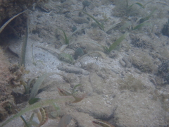 Halichoeres maculipinna