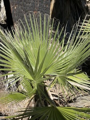 Washingtonia filifera