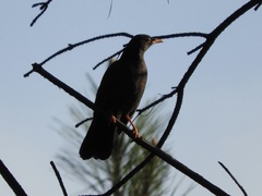 Turdus chiguanco