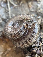 Parajulidae