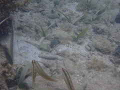 Halichoeres maculipinna