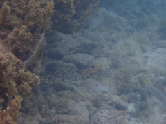 Halichoeres radiatus