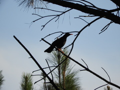 Turdus chiguanco