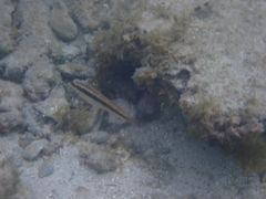 Halichoeres maculipinna