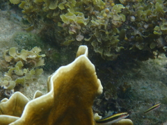 Millepora complanata