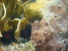 Ircinia felix