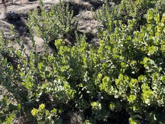 Arctostaphylos regismontana