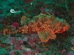 Scorpaena notata