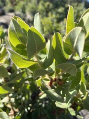 Arctostaphylos regismontana