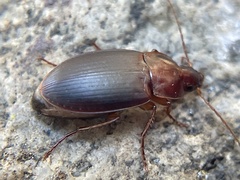 Calathus ruficollis