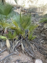 Washingtonia filifera