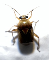 Miridae