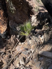 Washingtonia filifera