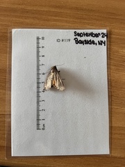 Noctuidae