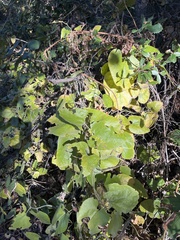 Aristolochia californica