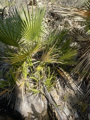 Washingtonia filifera
