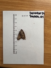 Noctuidae